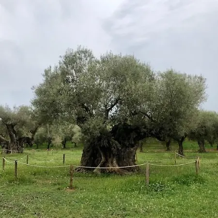 Holiday home L'olivera: Rustic Retreat Near Peniscola Coast